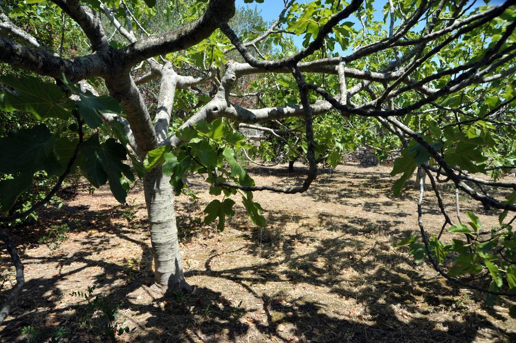 Vacanze al Minci Giurdignano Esterno foto